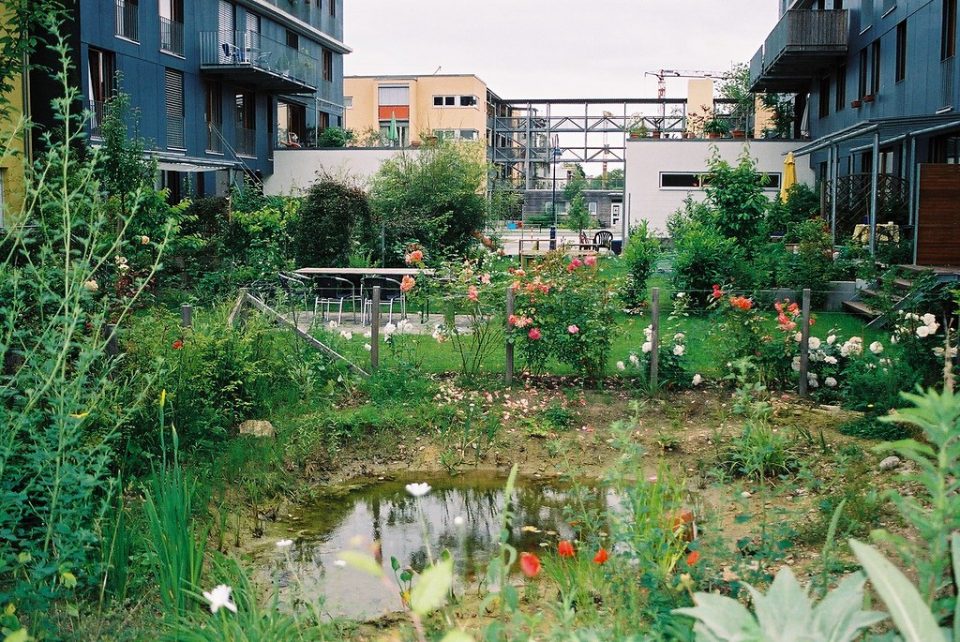 Une mare en milieu urbain. Crédit photo : Flickr